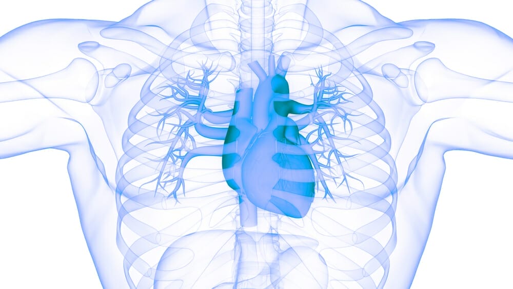  γραφική απεικόνιση της ανθρώπινης καρδιάς