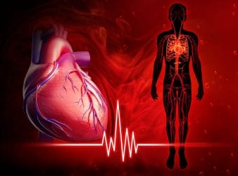  Καρδιά και κυκλοφορικό σύστημα